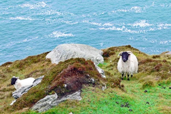 Schafe nah an den Klippen - (c) R Plock.jpg